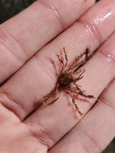 Cranch's Spider Crab