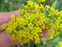 Patrinia rupestris