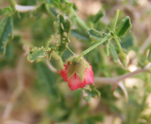 Image of Hermannia spinosa by no rights reserved
