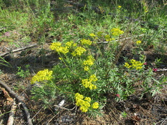Patrinia rupestris