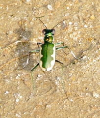Eunota circumpicta