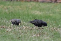 Sturnus vulgaris