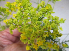 Patrinia rupestris