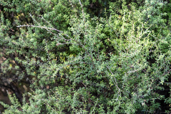 Südseemyrte (Leptospermum scoparium): Herkunft und Verwendung — Foto 2