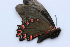 Mimoides thymbraeus aconophos