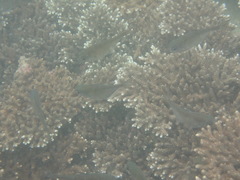 Pempheris oualensis
