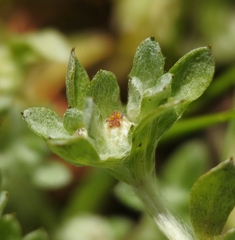 Psilocarphus tenellus