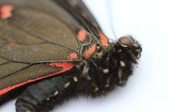 Mimoides thymbraeus aconophos