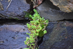 Sedum acre