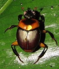 Canthon luteicollis