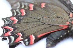 Mimoides thymbraeus aconophos