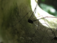 Leiobunum viridorsum