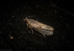 Cryptaspasma sordida