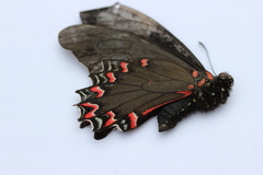 Mimoides thymbraeus aconophos