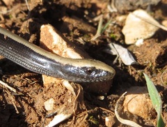 Koelliker's Glass Lizard photo 4