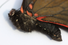 Mimoides thymbraeus aconophos