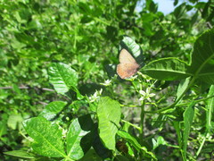 Callophrys augustinus iroides