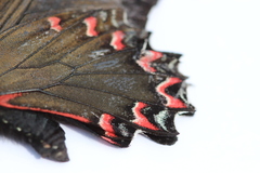 Mimoides thymbraeus aconophos