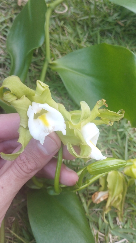 Vanilla arcuata