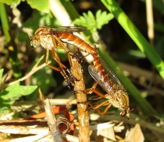 Diogmites angustipennis