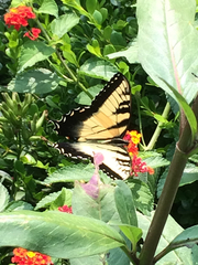 Papilio glaucus