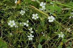 Mononeuria nuttallii