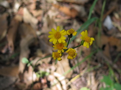 Packera coahuilensis