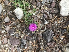 Lampranthus coccineus