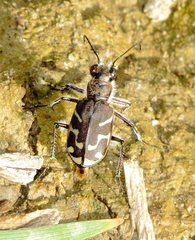 Cicindela tranquebarica kirbyi