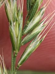 Prairie False Oat