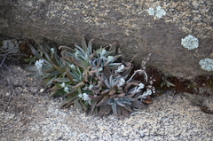 Dudleya abramsii