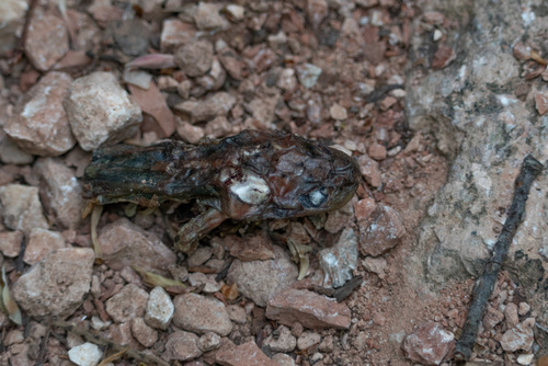Vienna Newt, Triturus carnifex
