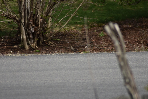 Brown-headed Cowbird photographed in New Hampshire