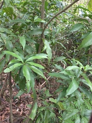 Lithocarpus hancei