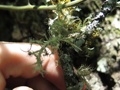 Usnea subelegans