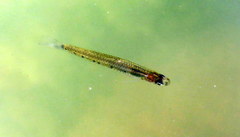 Cnesterodon decemmaculatus