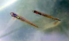 Cnesterodon decemmaculatus