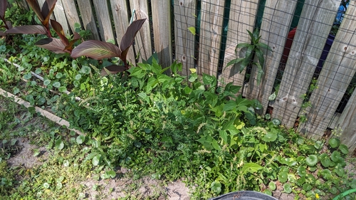 Image of Gamochaeta impatiens by no rights reserved