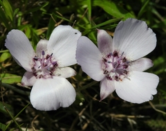 Calochortus umbellatus