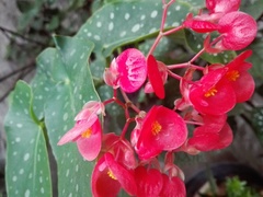 Begonia