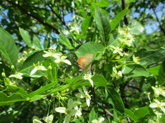 Callophrys augustinus iroides