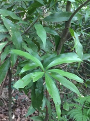 Lithocarpus hancei