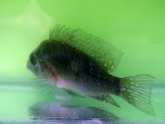 Gymnogeophagus meridionalis