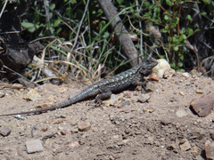 Sceloporus occidentalis
