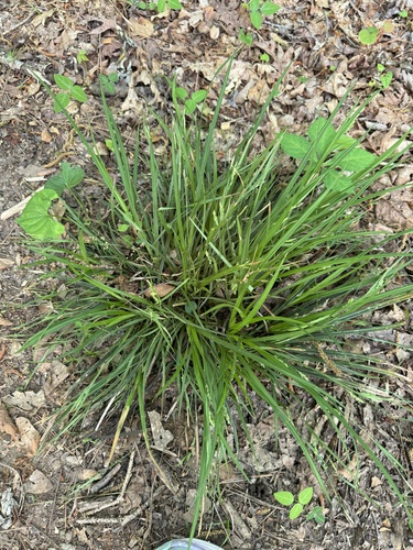 Carex sect. Careyanae (Careyanae)