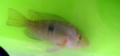 Gymnogeophagus meridionalis