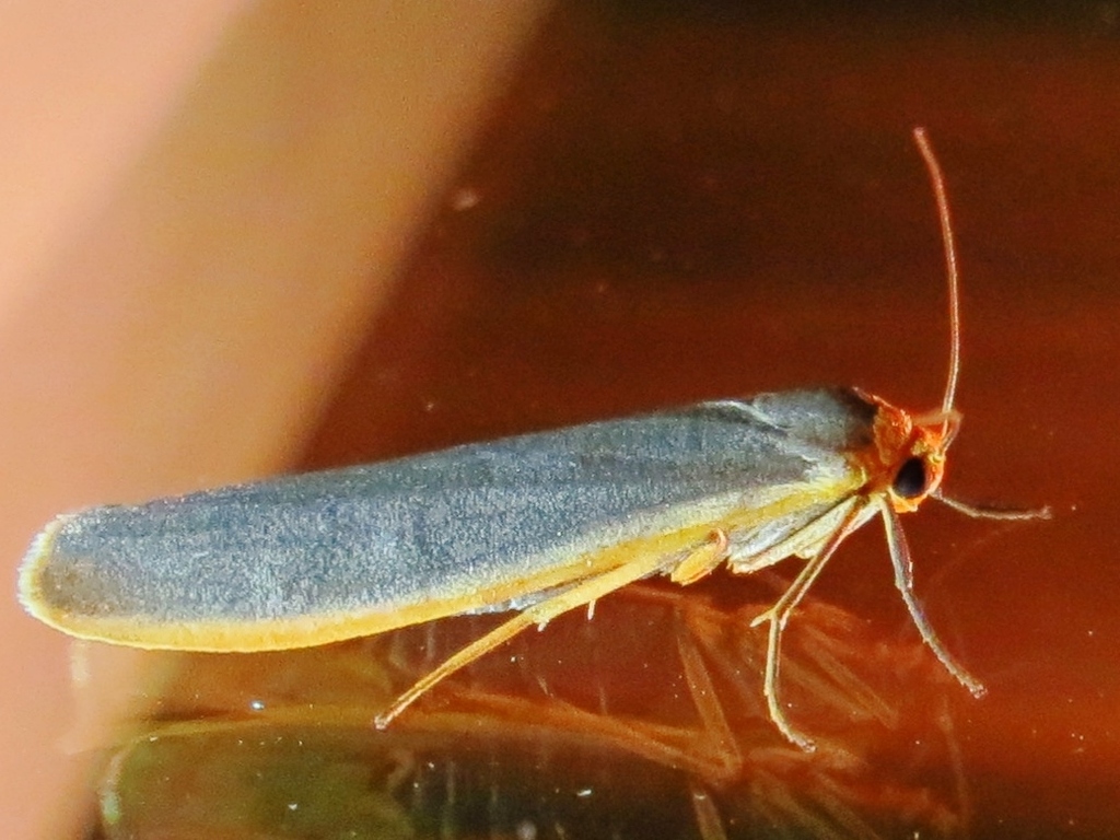 Scarce Footman