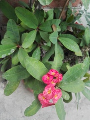 Euphorbia milii