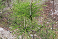 Pinus pseudostrobus