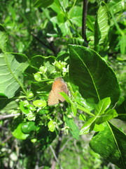Callophrys augustinus iroides